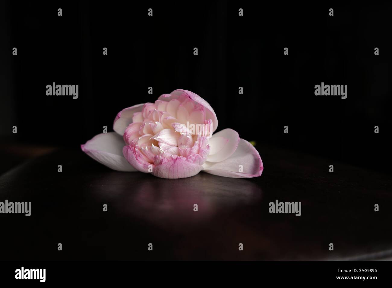 Fiore di loto su sfondo scuro. L'immagine sottolinea i graziosi petali e l'estetica serena della fioritura, evocando un senso di calma ed eleganza. Foto Stock