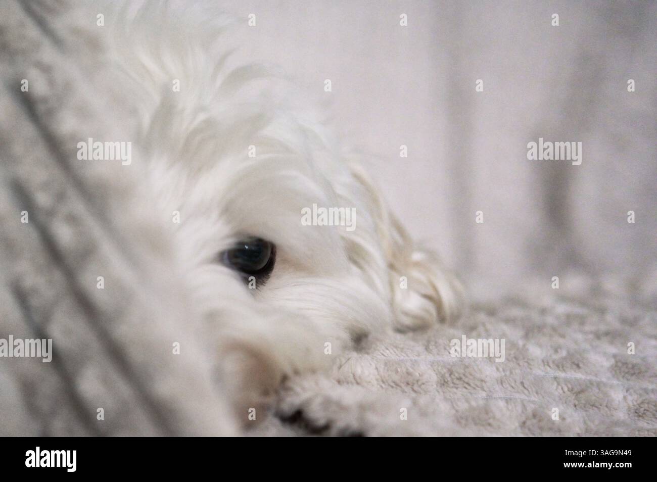 Bianco Maltese Puppy Dog Bichon stese sul divano Foto Stock