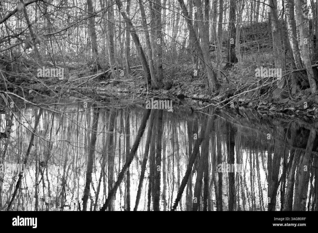Alberi che crescono accanto all'acqua Foto Stock