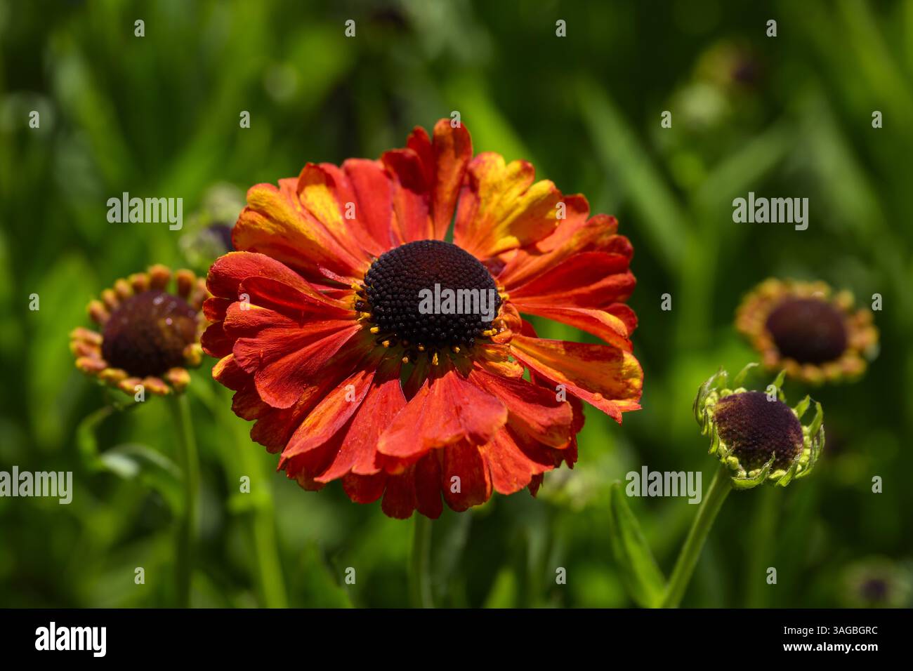 Helenium autumnale 'Short & Sassy' (bellissimo fiore e gemme colorate in primo piano) - aiuole da giardino di campagna inglese, West Yorkshire, Inghilterra, Regno Unito. Foto Stock