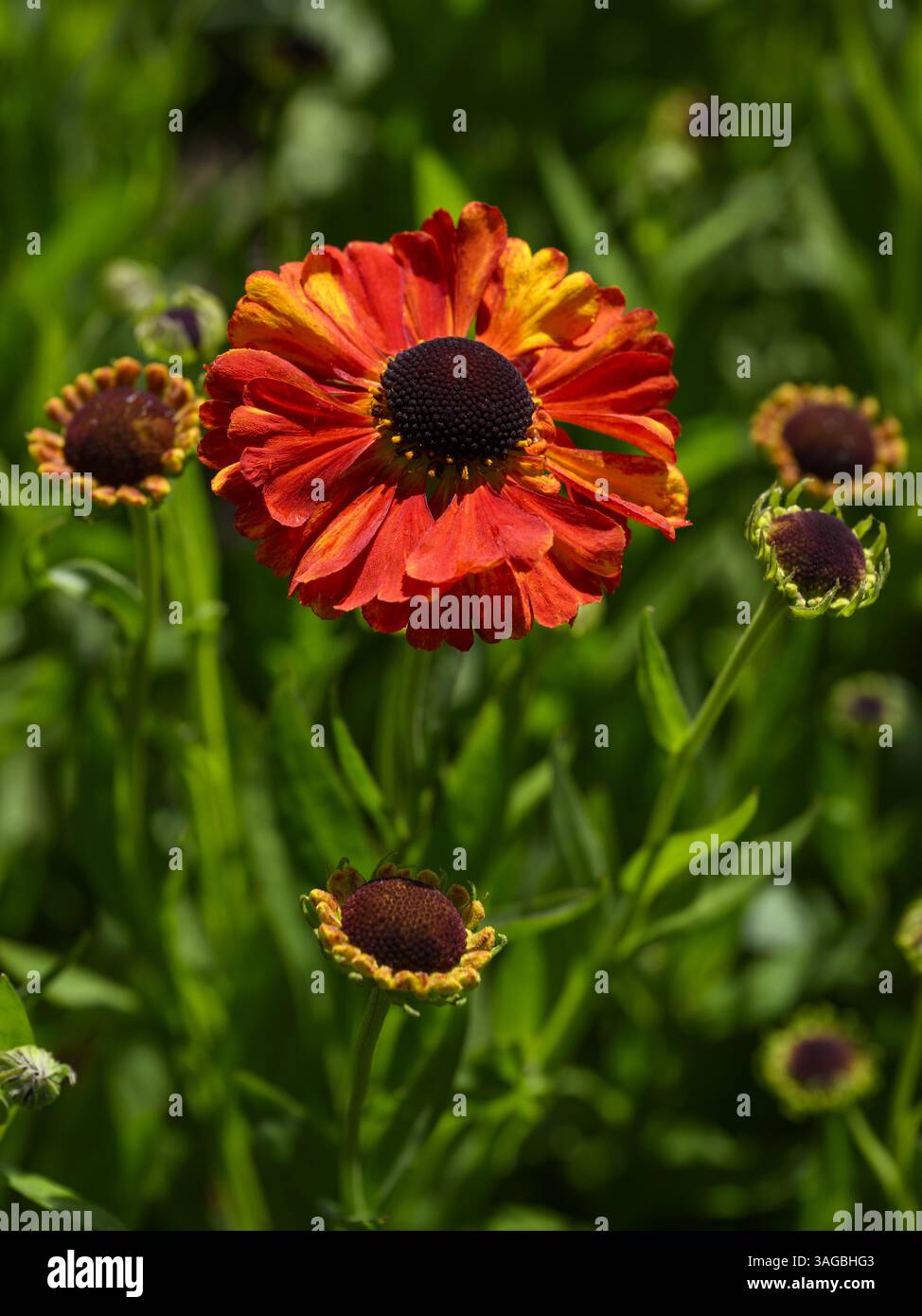 Helenium autumnale 'Short & Sassy' (bellissimo fiore e gemme colorate in primo piano) - aiuole da giardino di campagna inglese, West Yorkshire, Inghilterra, Regno Unito. Foto Stock