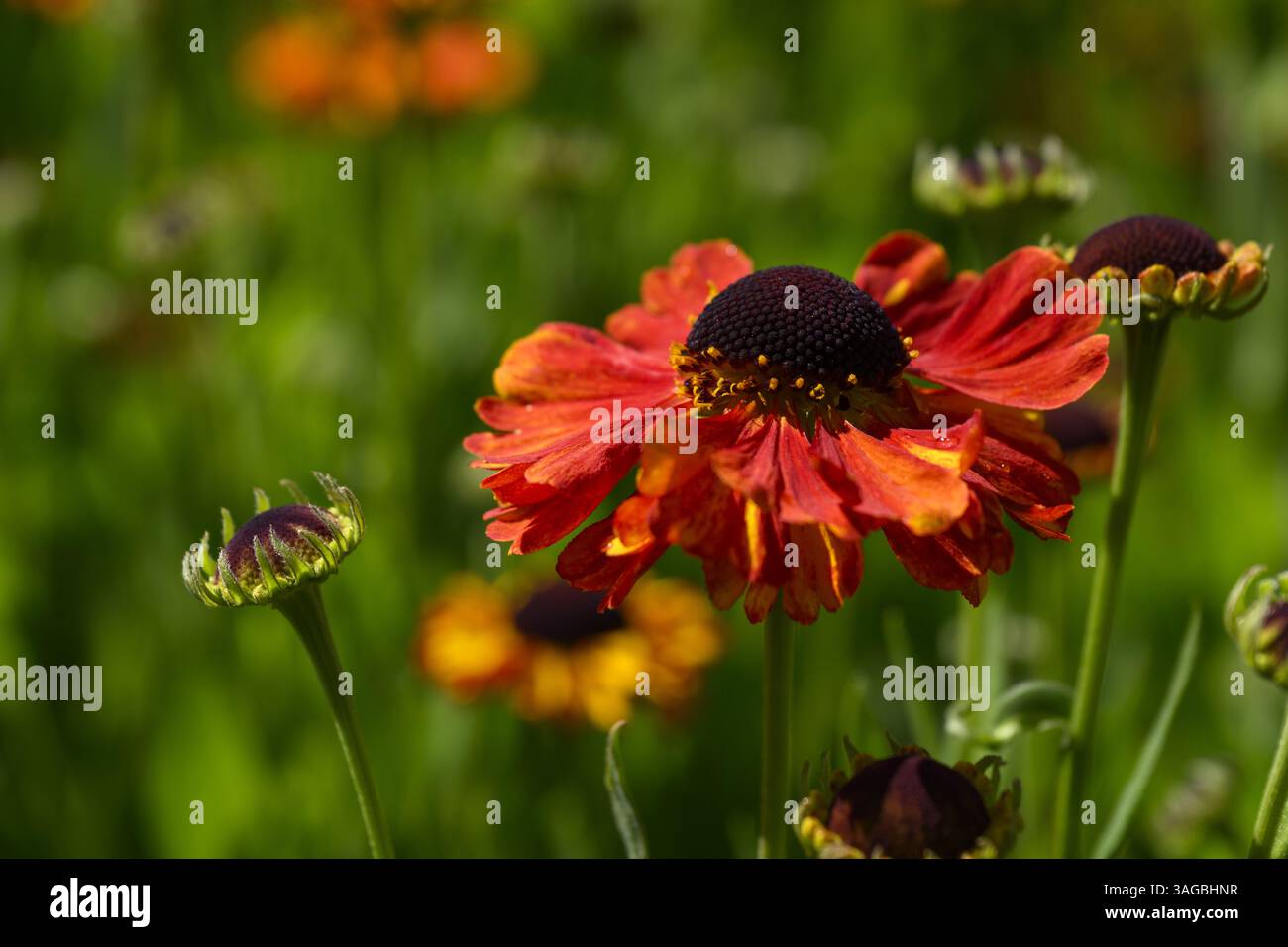 Helenium autumnale 'Short & Sassy' (bellissimo fiore e gemme colorate in primo piano) - aiuole da giardino di campagna inglese, West Yorkshire, Inghilterra, Regno Unito. Foto Stock