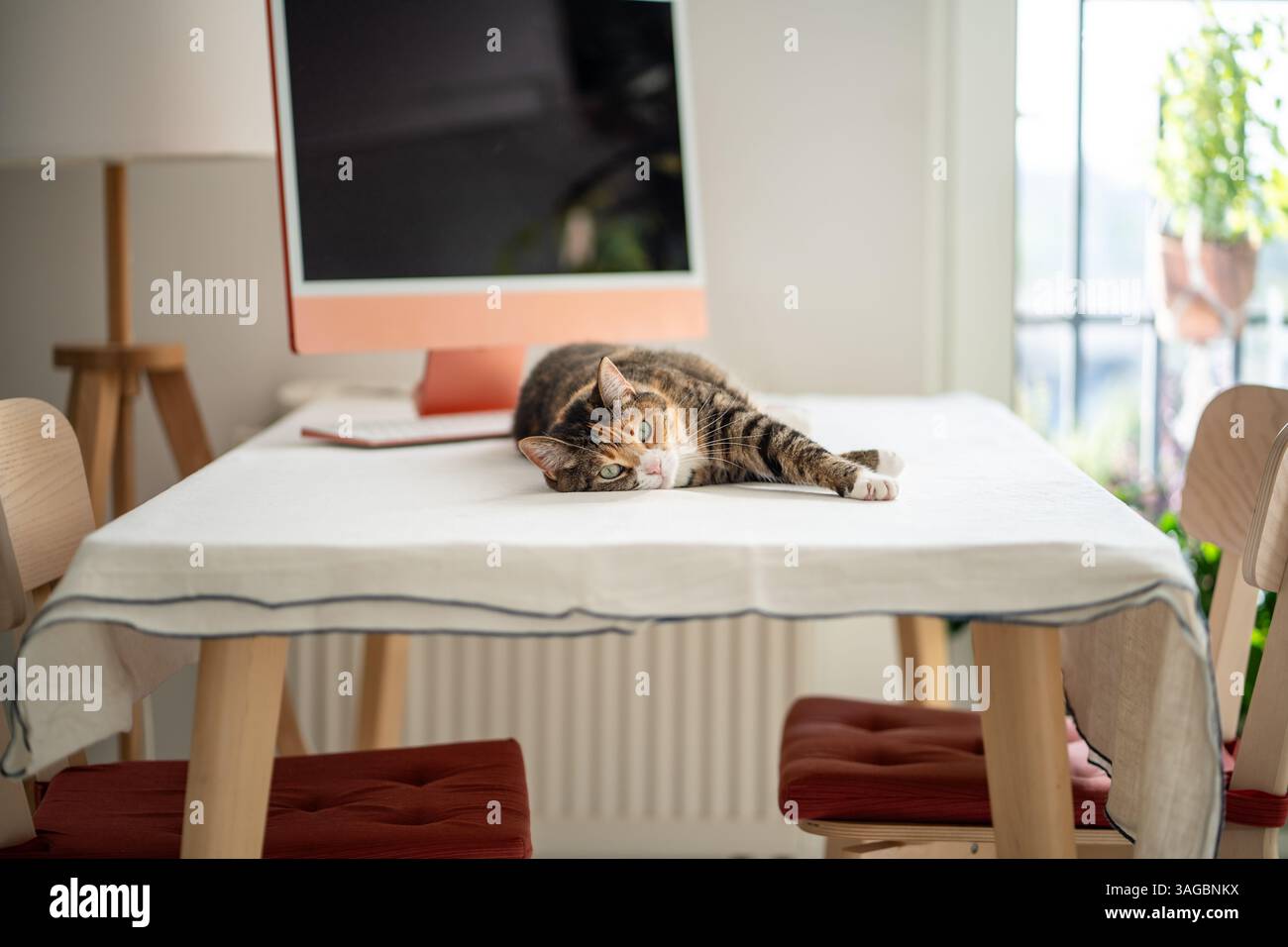 Gatto contento che si rilassava, sdraiato sul tavolo accanto al computer. Un gattino carino e pigro che riposa sul posto di lavoro a casa Foto Stock