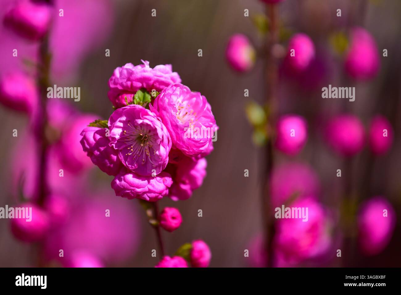 Ciliegio giapponese (Prunus serrulata), noto anche come ciliegio orientale, ciliegio dell'Asia orientale o ciliegio Awn, vicino ad Augusta, Baviera, Germania, Europa Foto Stock