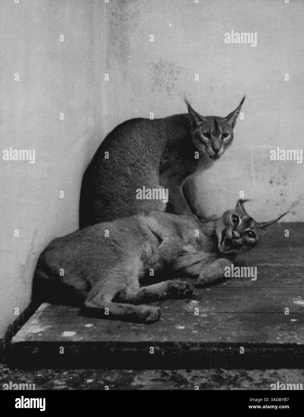 Come vincere amici e influenzare le persone -- i visitatori dello zoo di Glasgow non possono sentirsi i benvenuti quando si fermano di fronte alla gabbia abitata da queste creature dall'aspetto amichevole. Anche se assomigliano ai gatti selvatici con orecchie allungate, sono caracali, una specie di lince rossa. Sono arrivati allo zoo di Glasgow da Mombasa, non molto tempo fa. 10 ottobre 1949. (Foto di Reuterphoto). Foto Stock