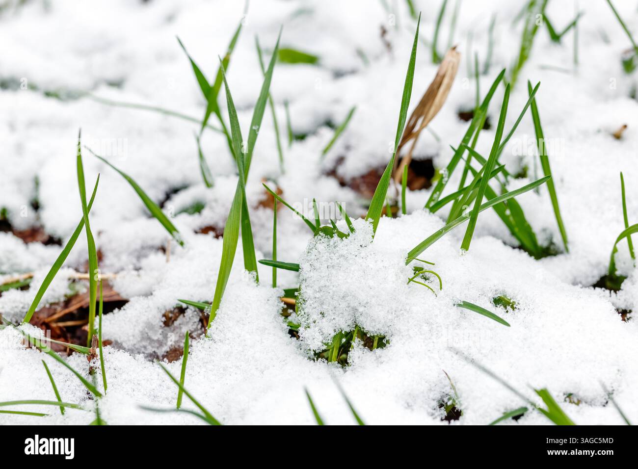 Le lame di erba verde sbirciano attraverso una coperta di neve fresca, catturando il passaggio dall'inverno alla primavera in natura. Foto Stock