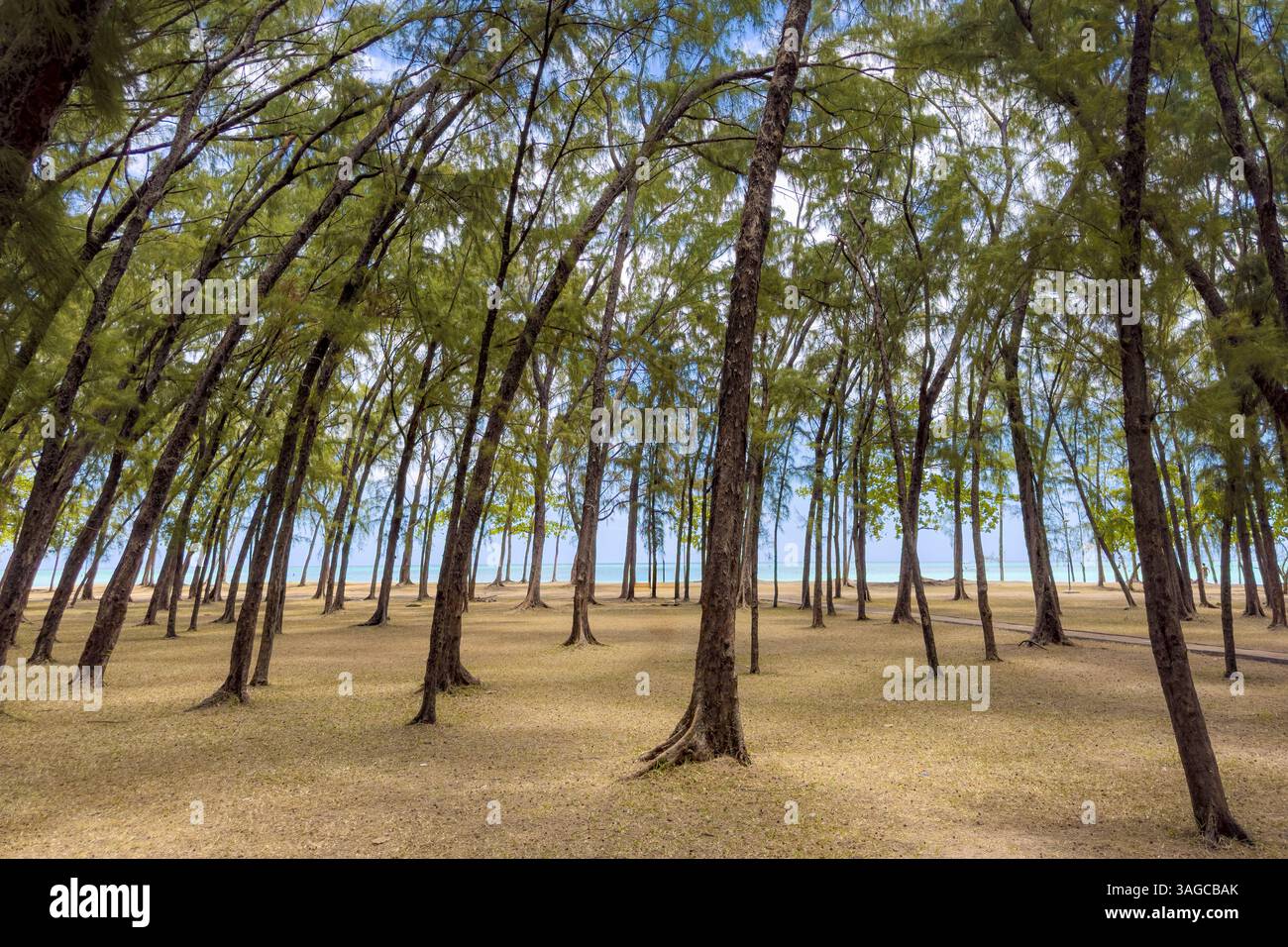 Splendidi vicoli alberati sulla spiaggia di Mont Choisy e sull'isola di Mauritius nell'oceano indiano Foto Stock