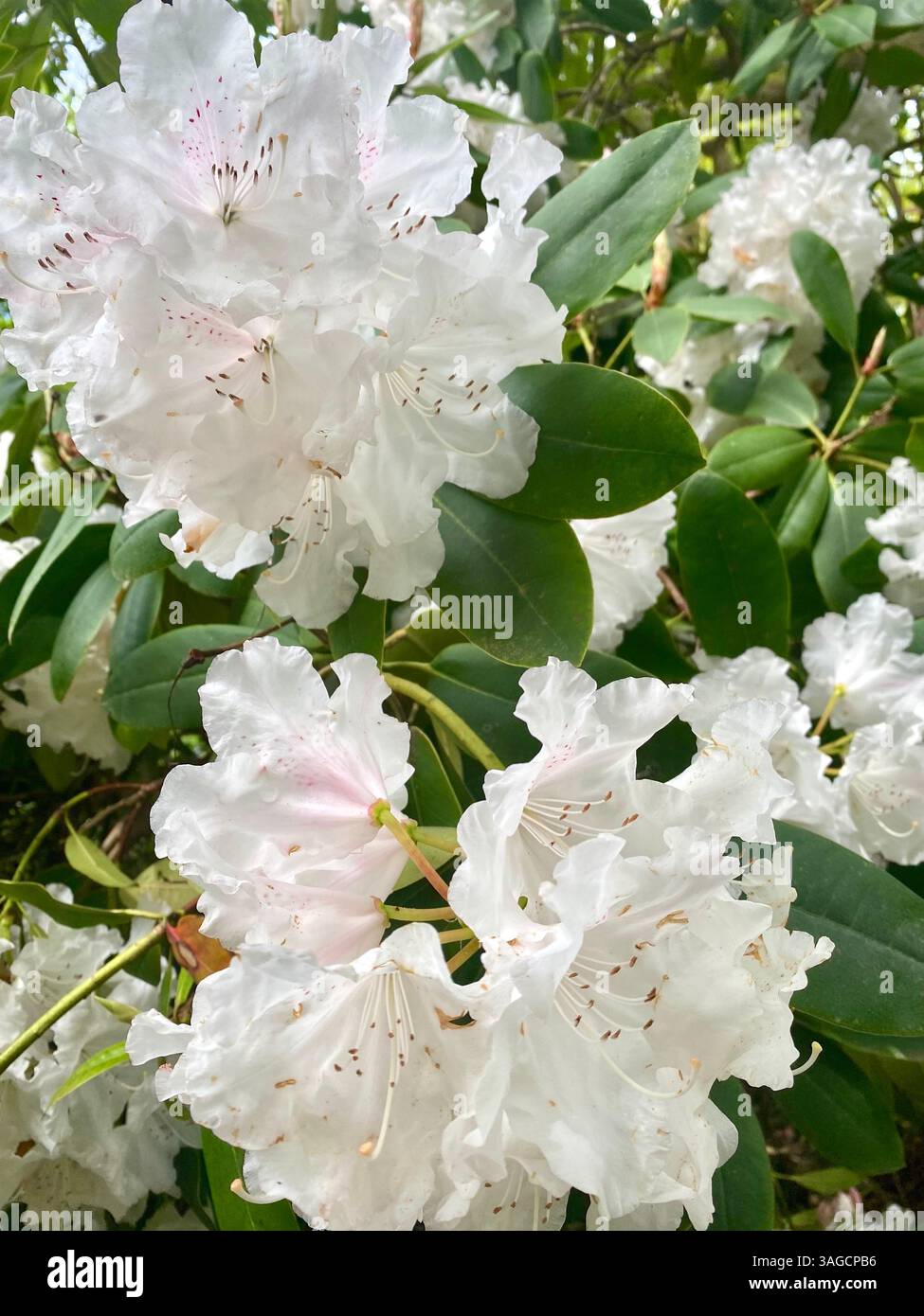 Fiori di rododendro bianco con foglie verdi lussureggianti Foto Stock