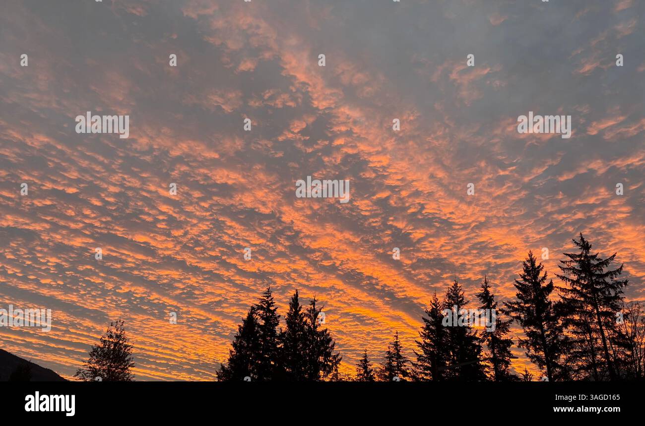 Fiery Sunset Sky sul Treeline - Immagine stock catturata con smartphone