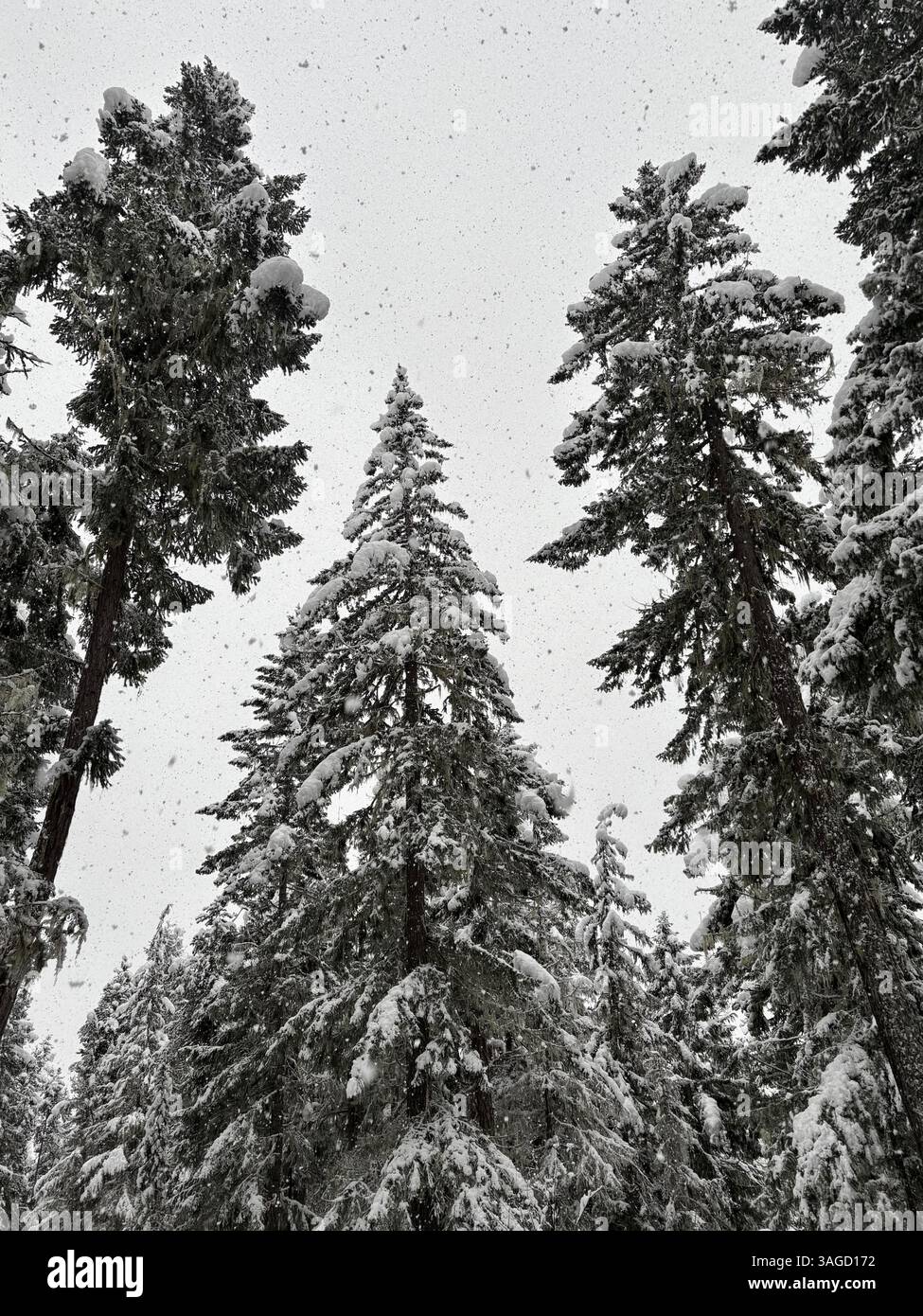 Nevicata sugli alberi alti Evergreen in inverno - Immagine stock catturata con smartphone