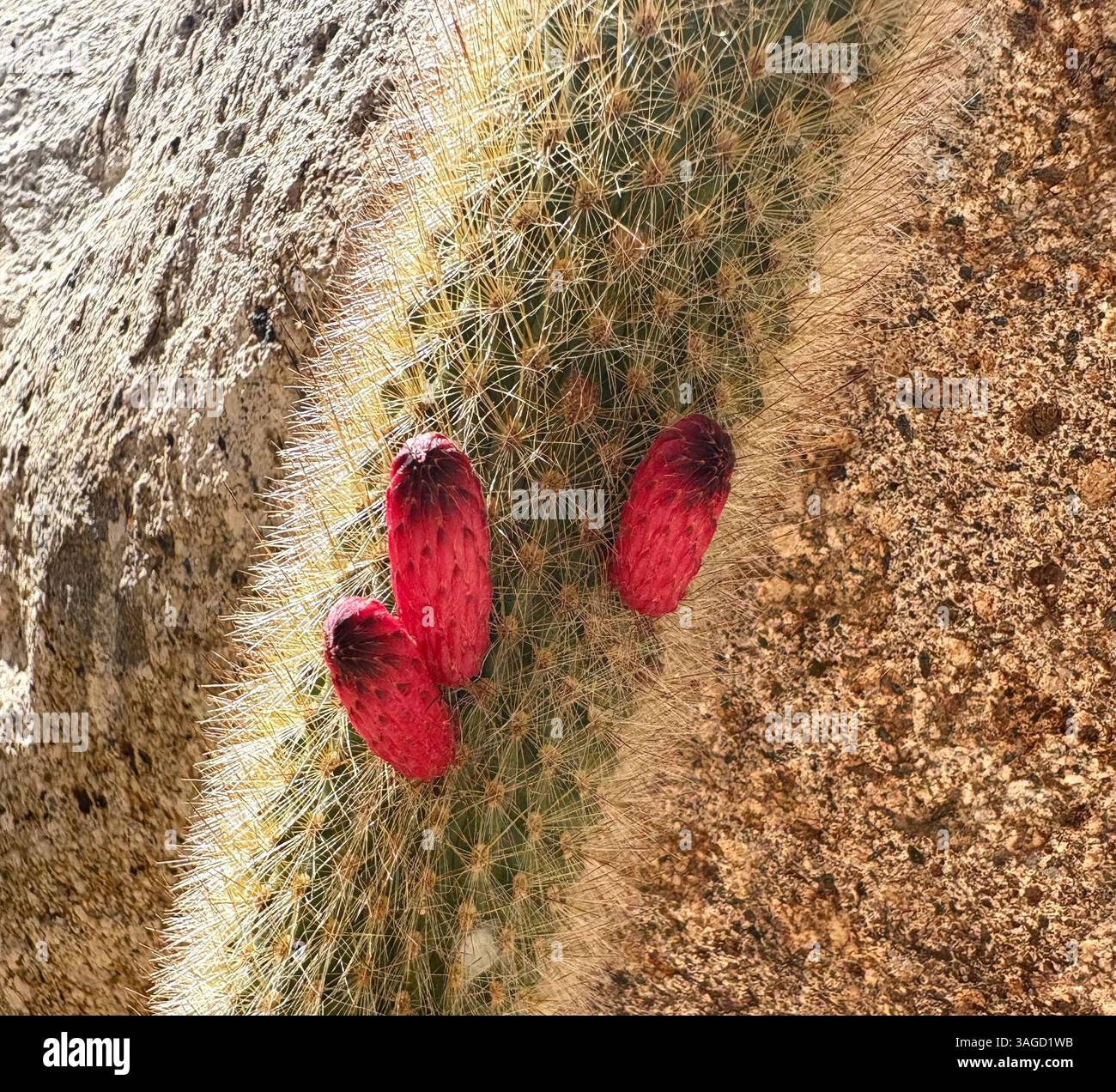 Cactus del deserto con i fiori rossi brillanti - Immagine stock catturata con smartphone