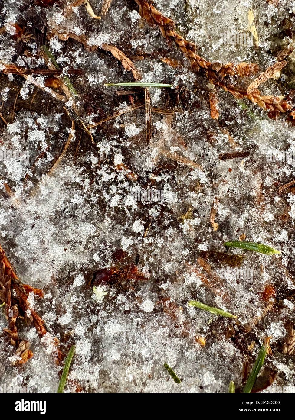 Terreno baciato dal gelo con aghi di pino - Immagine stock catturata con smartphone