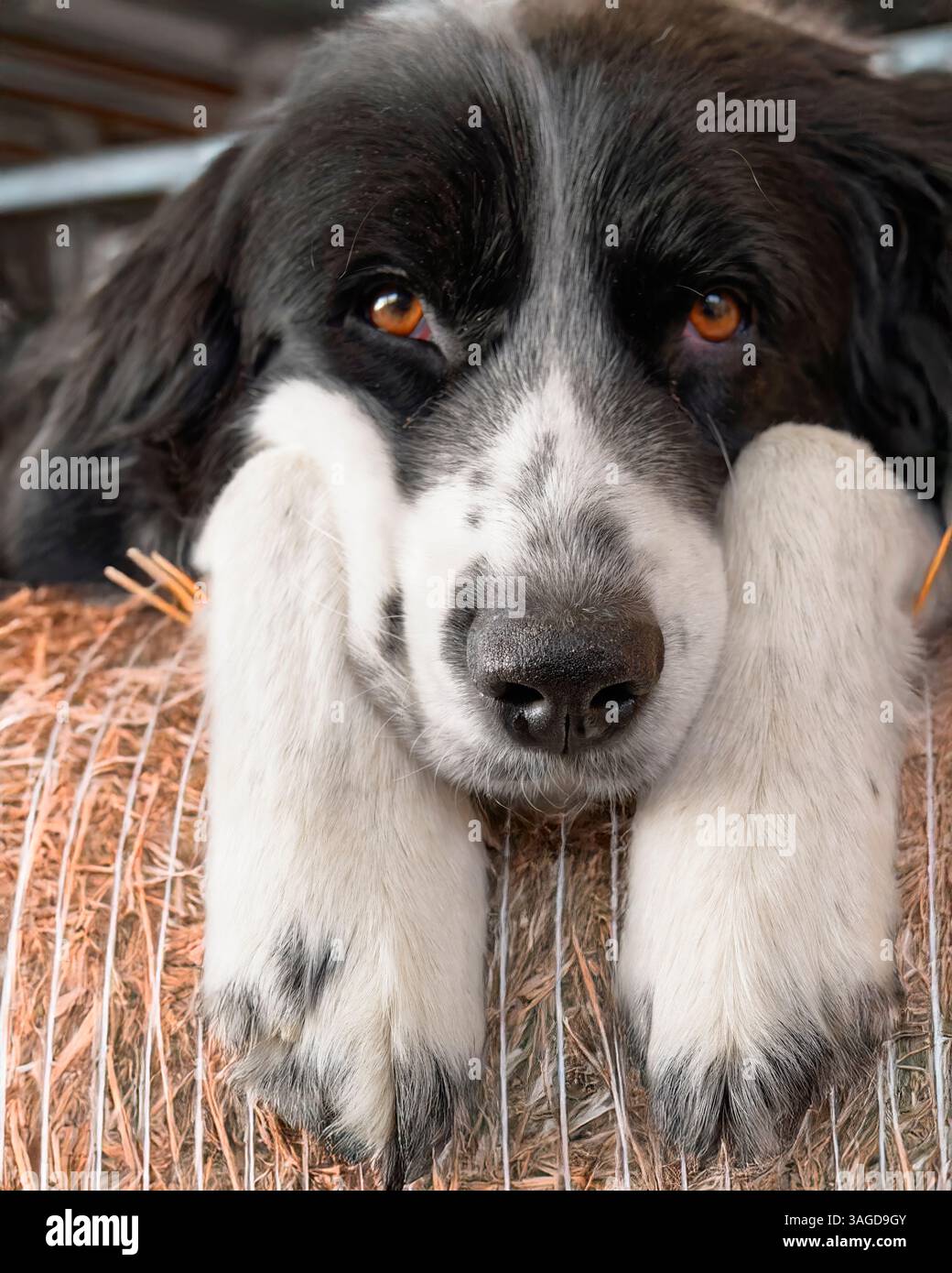 Un Collie Herding Dog che riposa su una balla di fieno in un fienile rivolto in avanti, New Jersey, USA Foto Stock