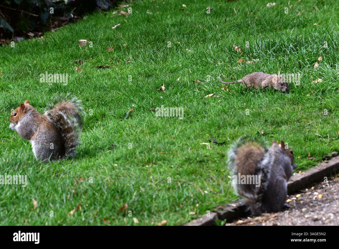 Ciao Cousins: Un raduno sul parco. Foto Stock