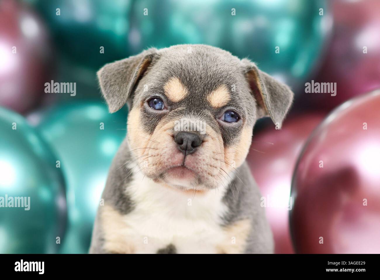 Cucciolo di cane Bulldog francese con orecchie appese, marcature husky e palloncini colorati sullo sfondo Foto Stock