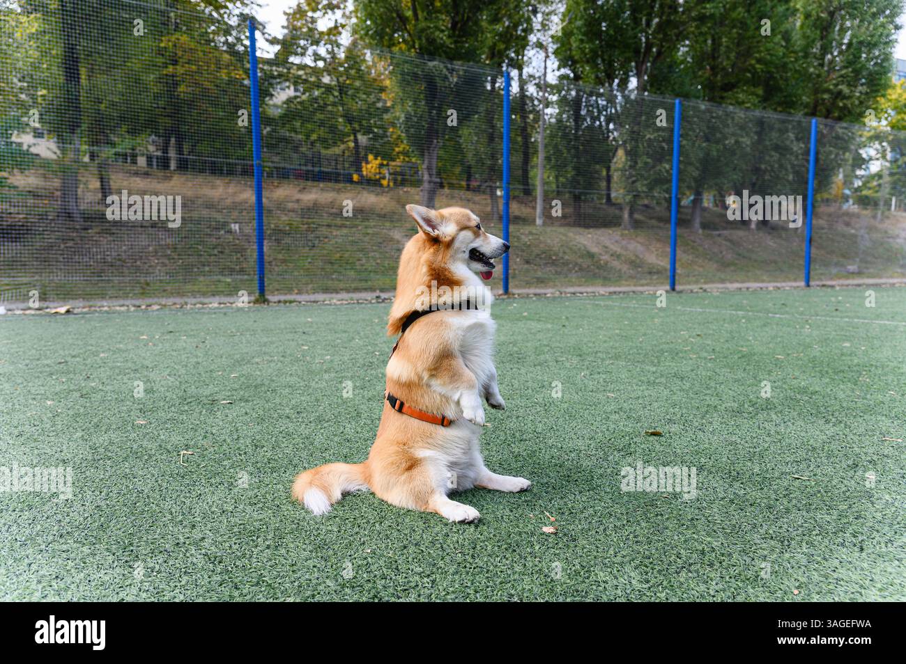 Adorabile cane corgi in imbracatura seduto in posizione verticale sulle gambe posteriori in una posa conigliata su erba verde artificiale. Scena all'aperto con sfondo naturale e morbido Foto Stock