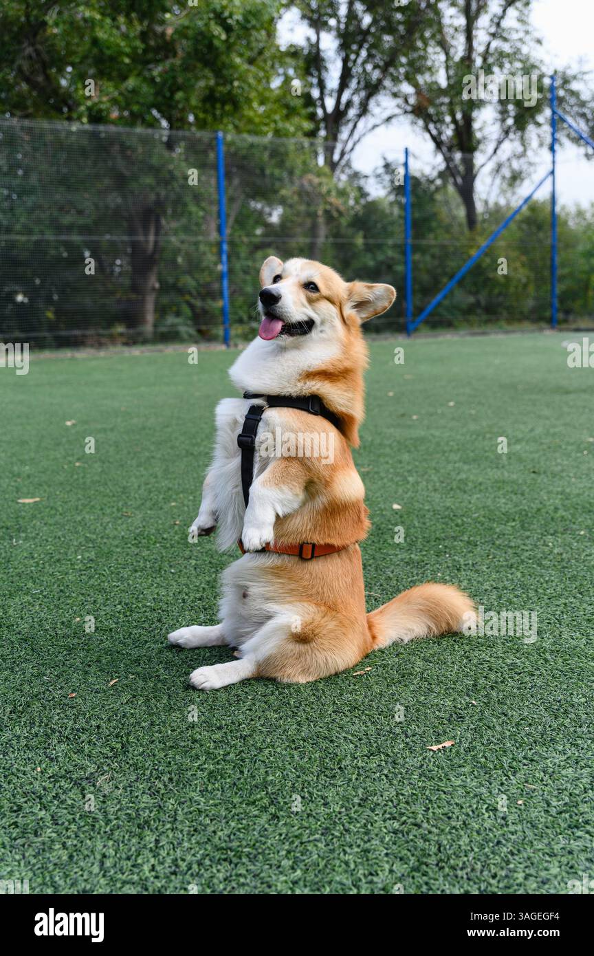 Adorabile cane corgi in imbracatura seduto in posizione verticale sulle gambe posteriori in una posa conigliata su erba verde artificiale. Scena all'aperto con sfondo naturale e morbido Foto Stock