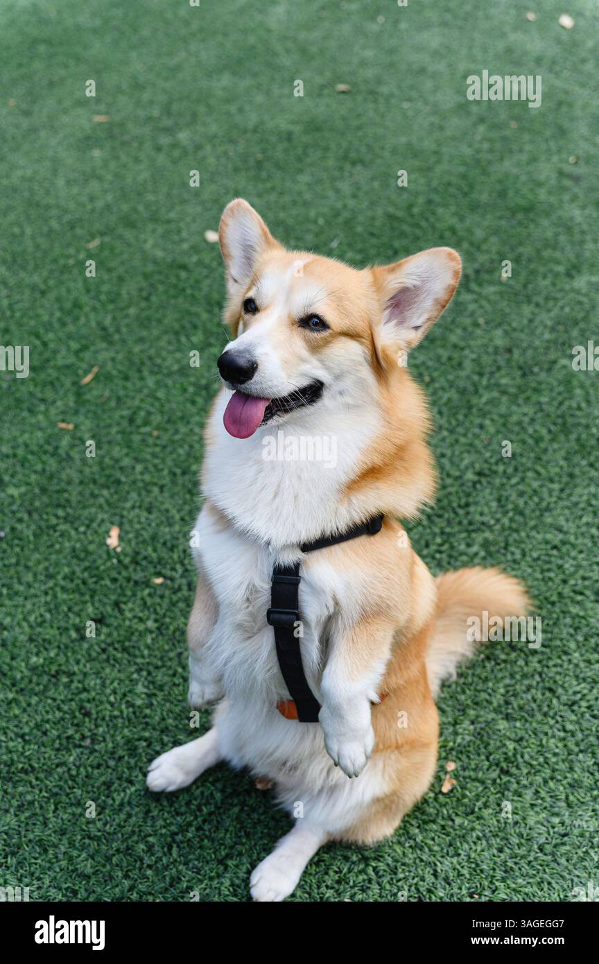 Adorabile cane corgi in imbracatura seduto in posizione verticale sulle gambe posteriori in una posa conigliata su erba verde artificiale. Scena all'aperto con sfondo naturale e morbido Foto Stock