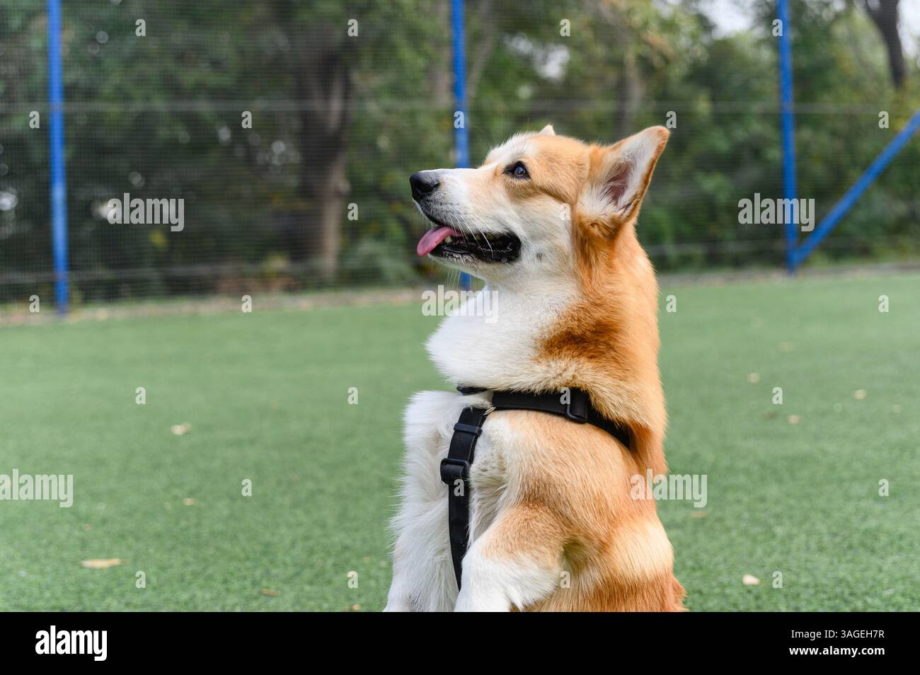 Adorabile cane corgi in imbracatura seduto in posizione verticale sulle gambe posteriori in una posa conigliata su erba verde artificiale. Scena all'aperto con sfondo naturale e morbido Foto Stock