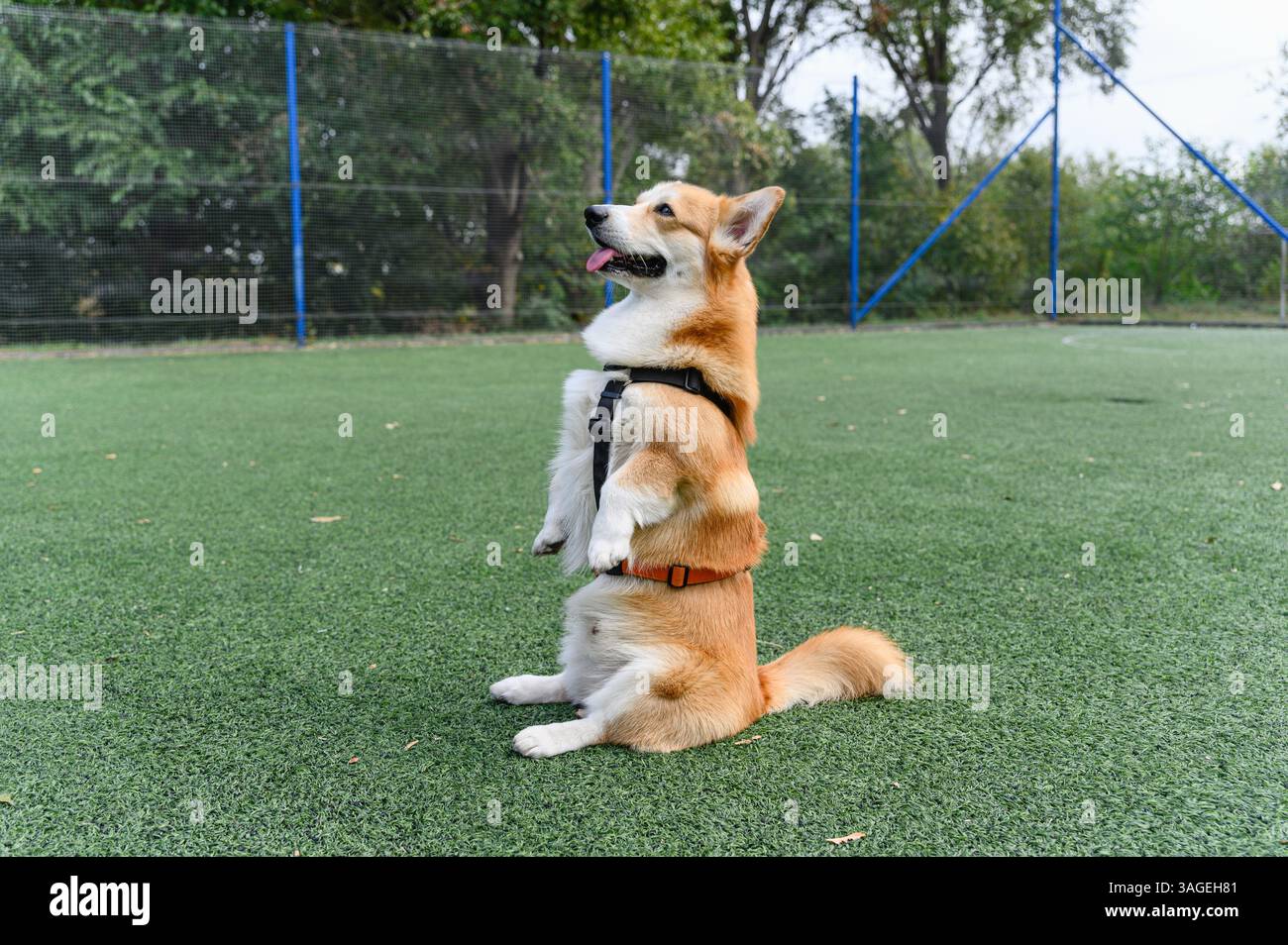 Adorabile cane corgi in imbracatura seduto in posizione verticale sulle gambe posteriori in una posa conigliata su erba verde artificiale. Scena all'aperto con sfondo naturale e morbido Foto Stock
