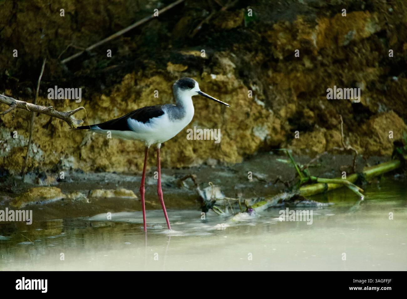 un uccello con lunghe gambe rosse in acqua in un lago Foto Stock