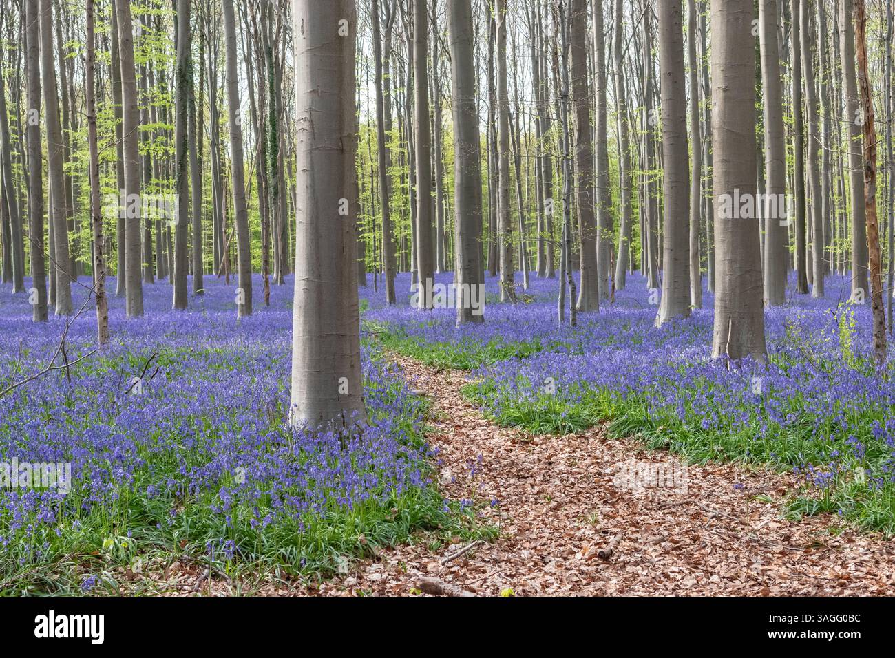 Incantevole foresta con campanili in Belgio. Foto Stock