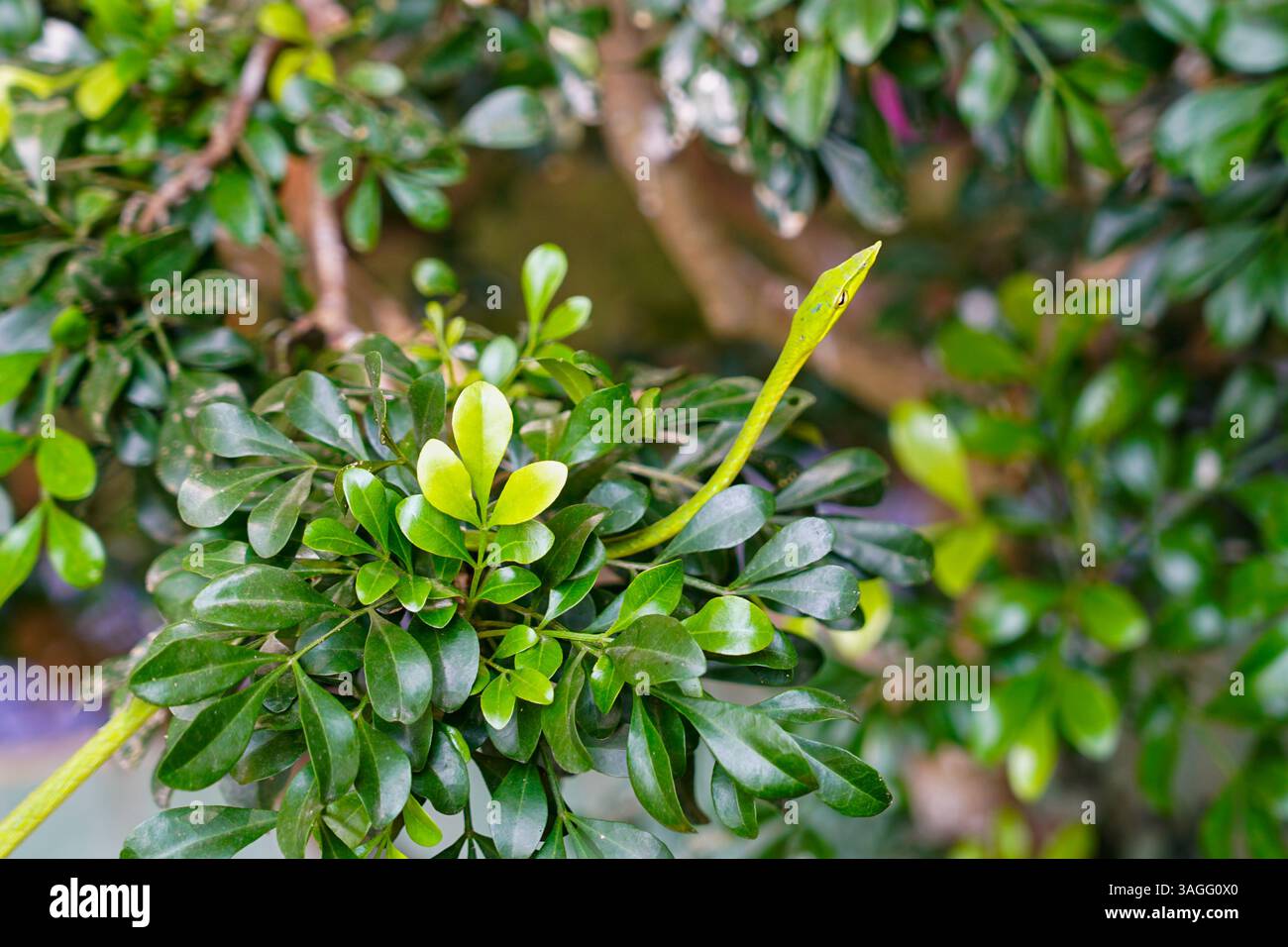 Asian Green Vine Snake, predatore mimetizzato nel suo habitat naturale, Ahaetulla prasina Foto Stock