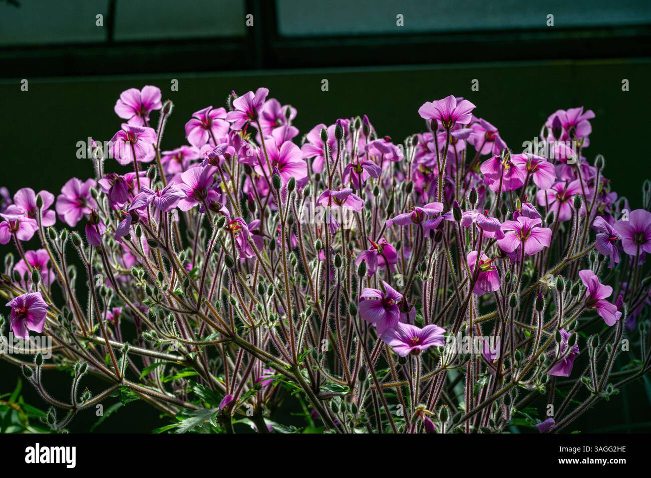 Geranio maderense Yeo crescere selvaggio a Madera Foto Stock