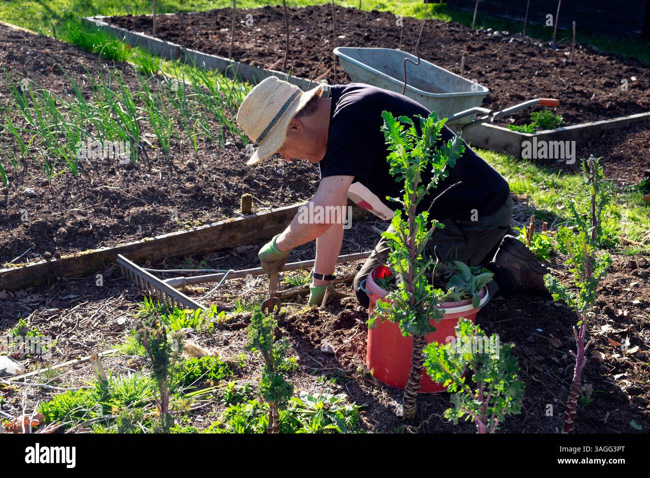 Un uomo anziano che indossa un cappello di paglia sulle ginocchia che erbaccia un letto senza scavi in un orto rurale veg toppa in aprile primavera Galles Regno Unito KATHY DEWITT 2025 Foto Stock