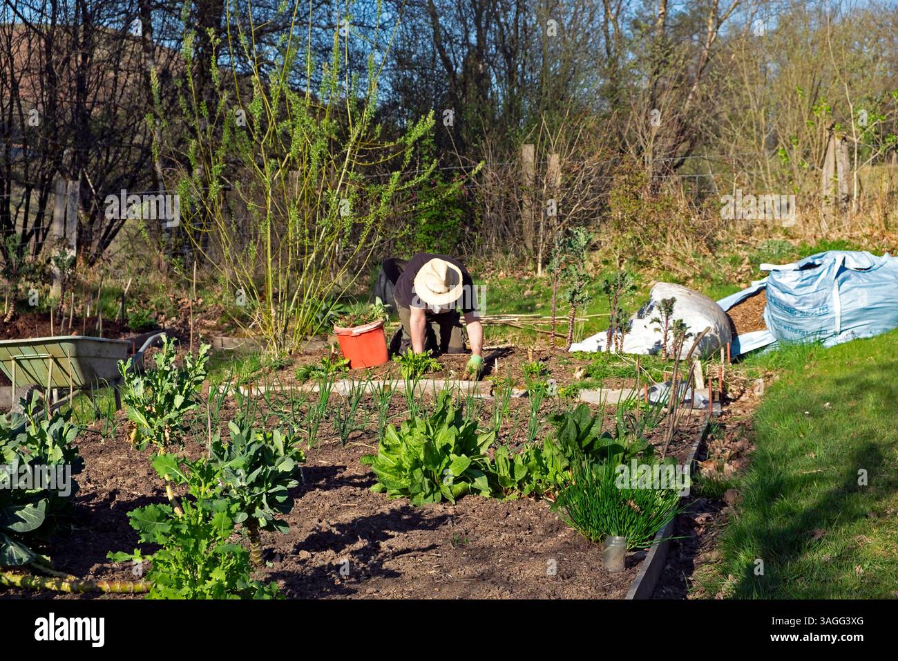Un uomo anziano che indossa un cappello di paglia sulle ginocchia che erbaccia un letto senza scavi in un orto rurale veg toppa in aprile primavera Galles Regno Unito KATHY DEWITT 2025 Foto Stock