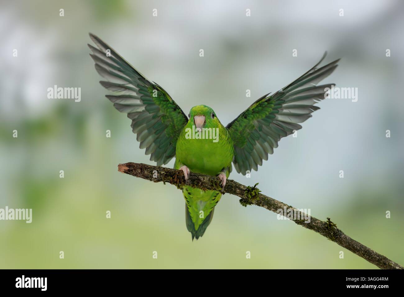 Parrocchetto barrato, Bolborhynchus lineola Foto Stock