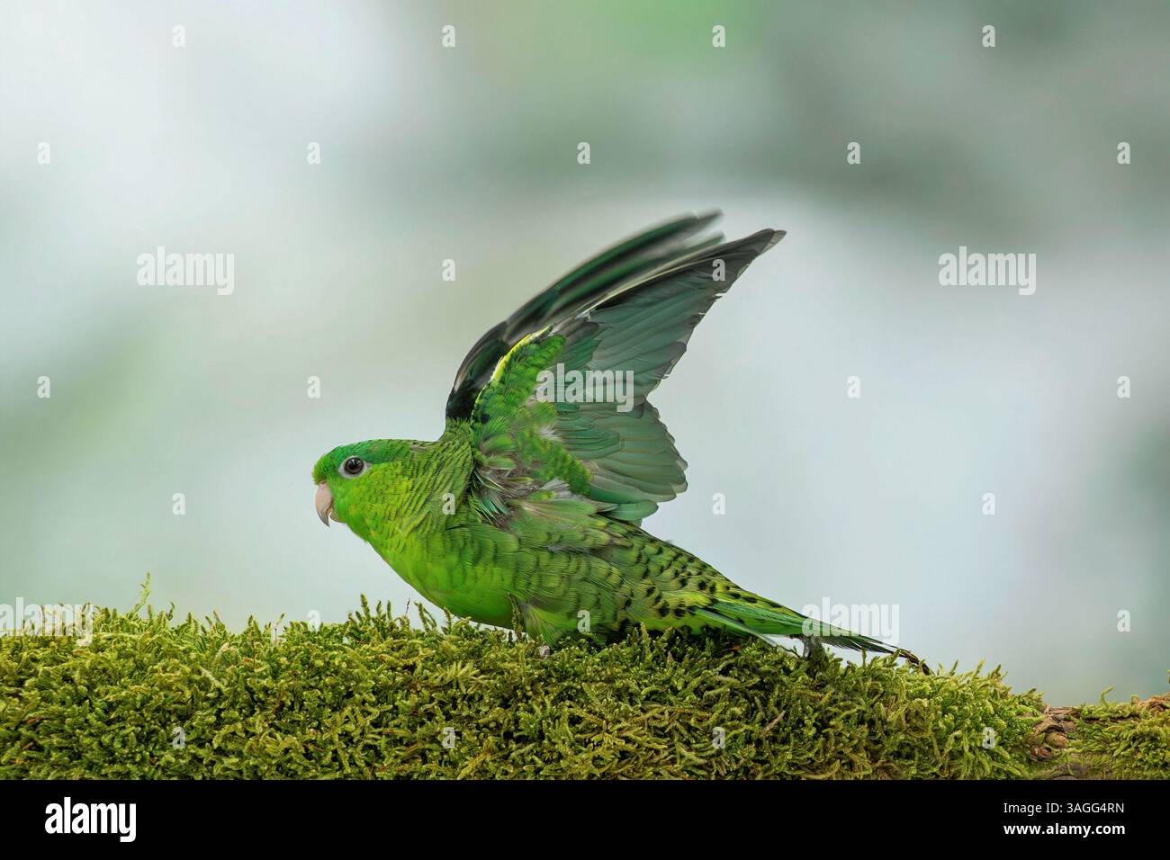 Parrocchetto barrato, Bolborhynchus lineola Foto Stock
