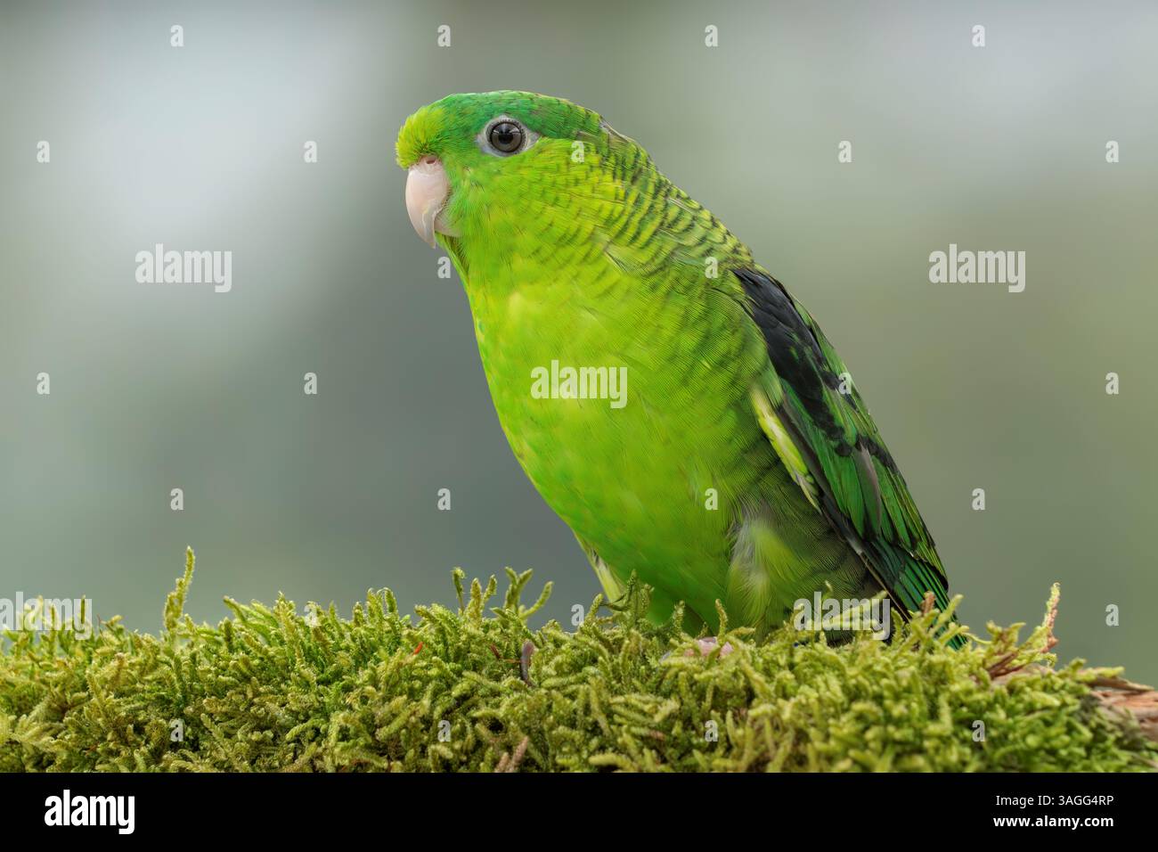 Parrocchetto barrato, Bolborhynchus lineola Foto Stock