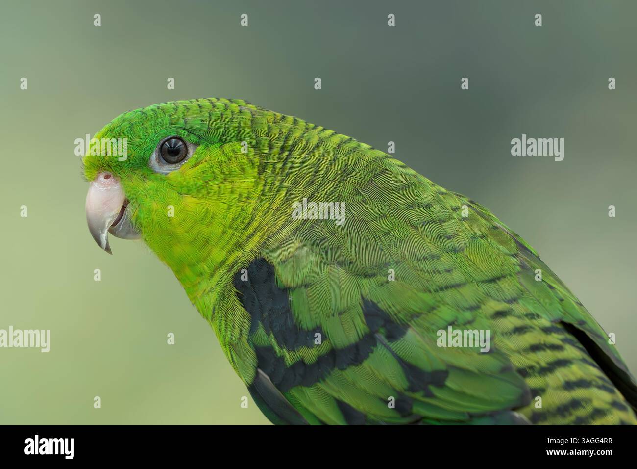Parrocchetto barrato, Bolborhynchus lineola Foto Stock