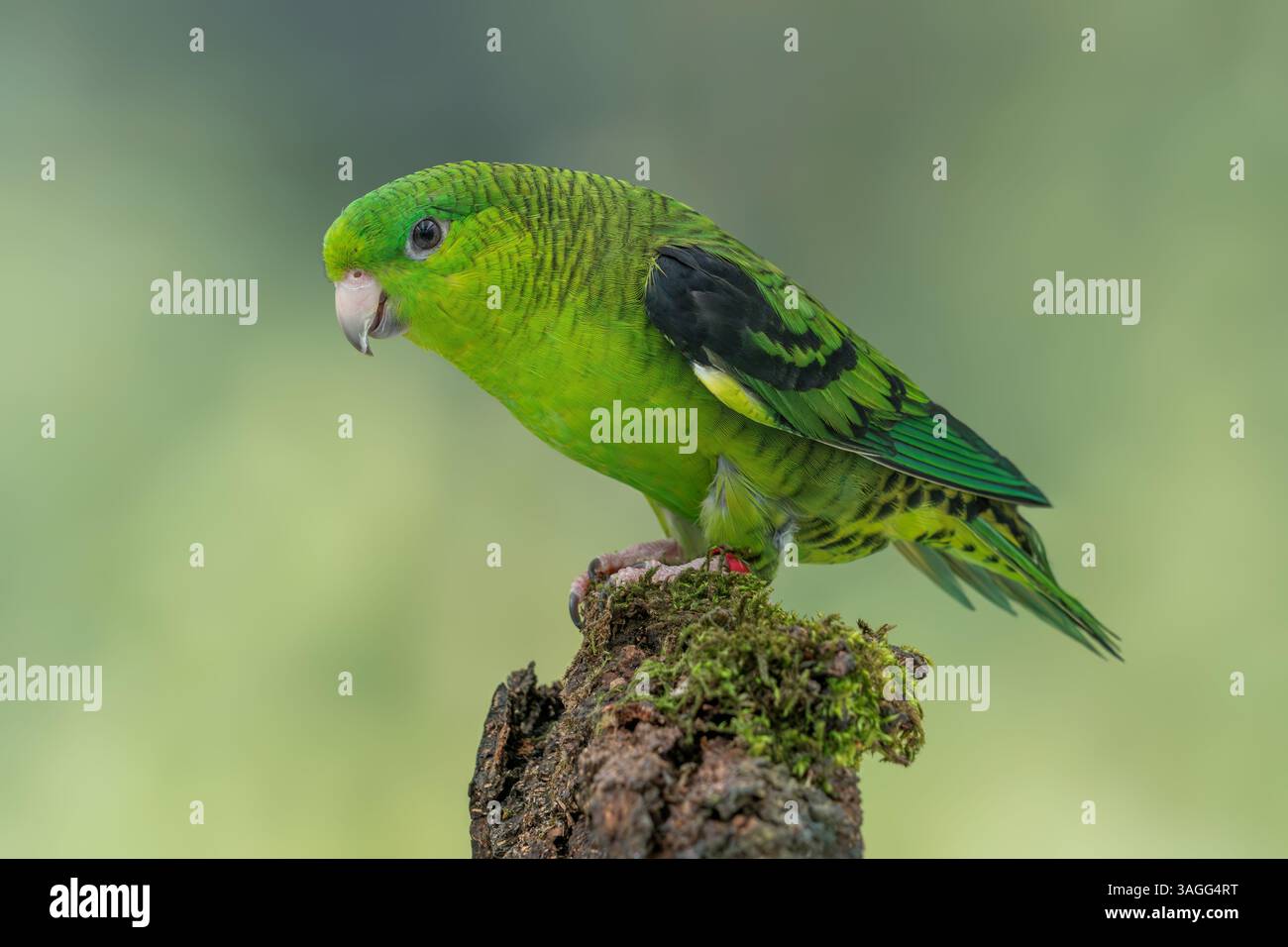 Parrocchetto barrato, Bolborhynchus lineola Foto Stock