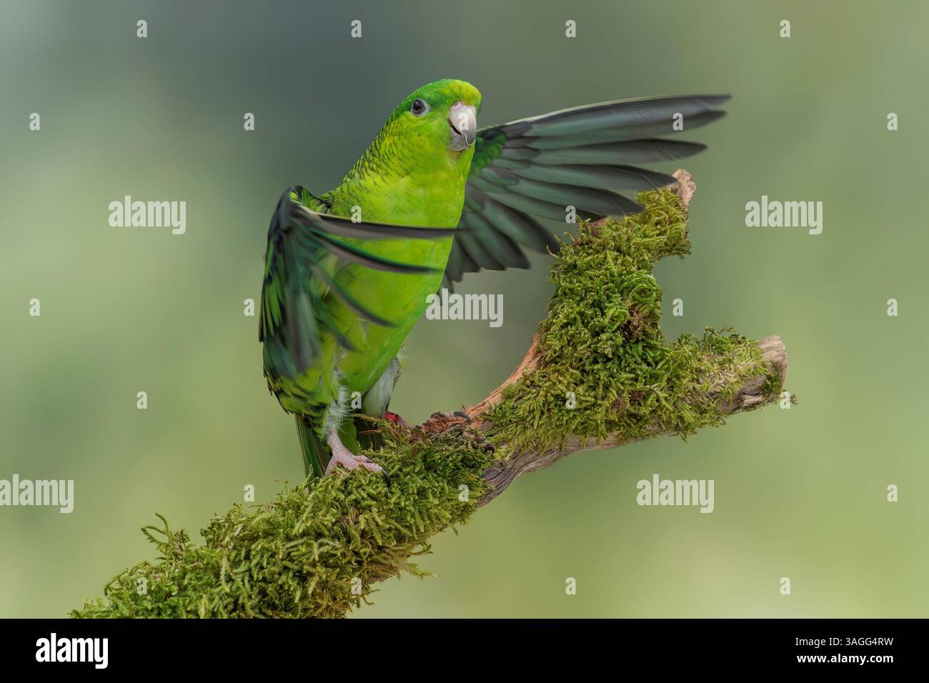 Parrocchetto barrato, Bolborhynchus lineola Foto Stock