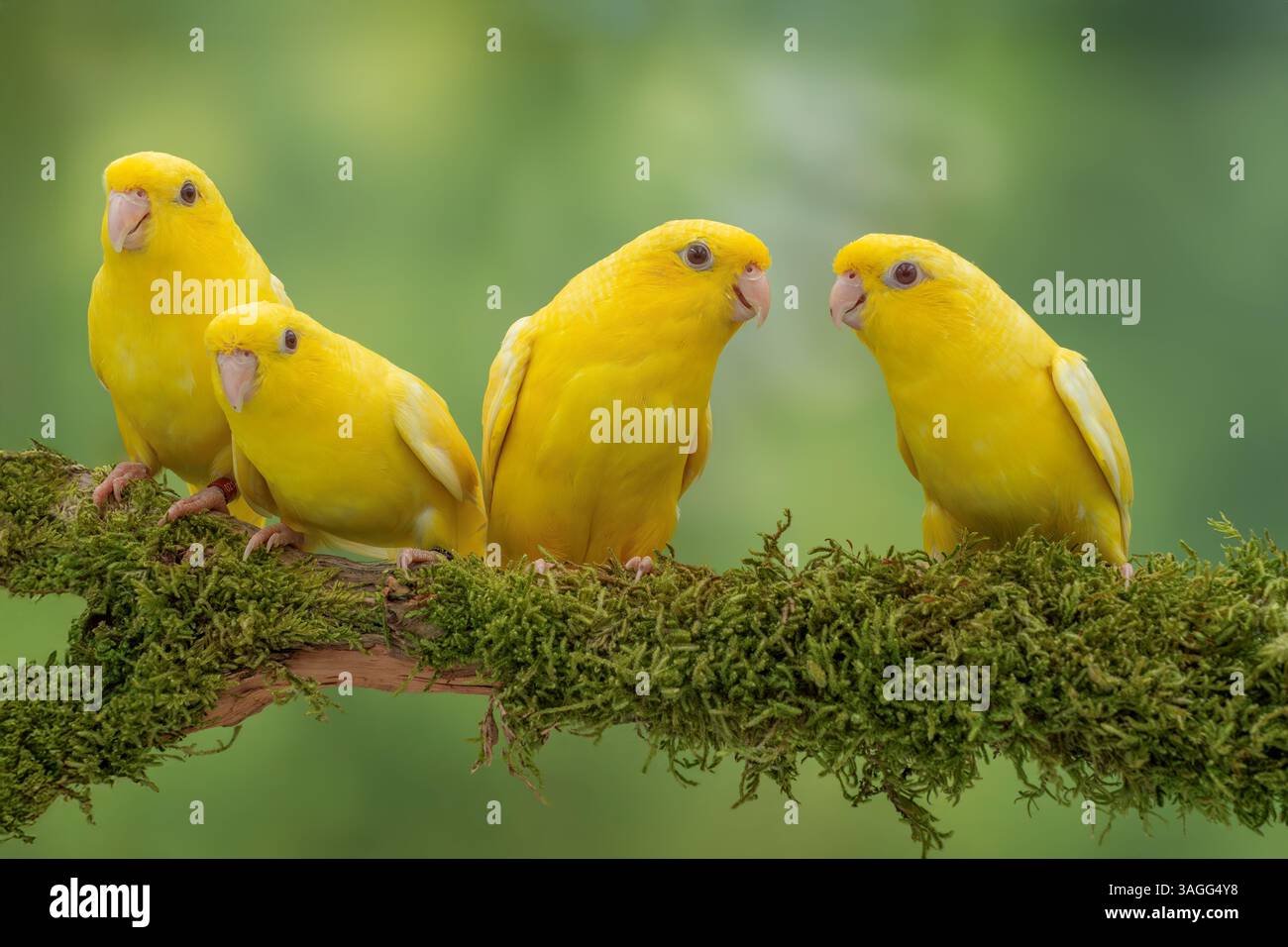 Parrocchetto barrato, mutazione lutino, Bolborhynchus lineola Foto Stock