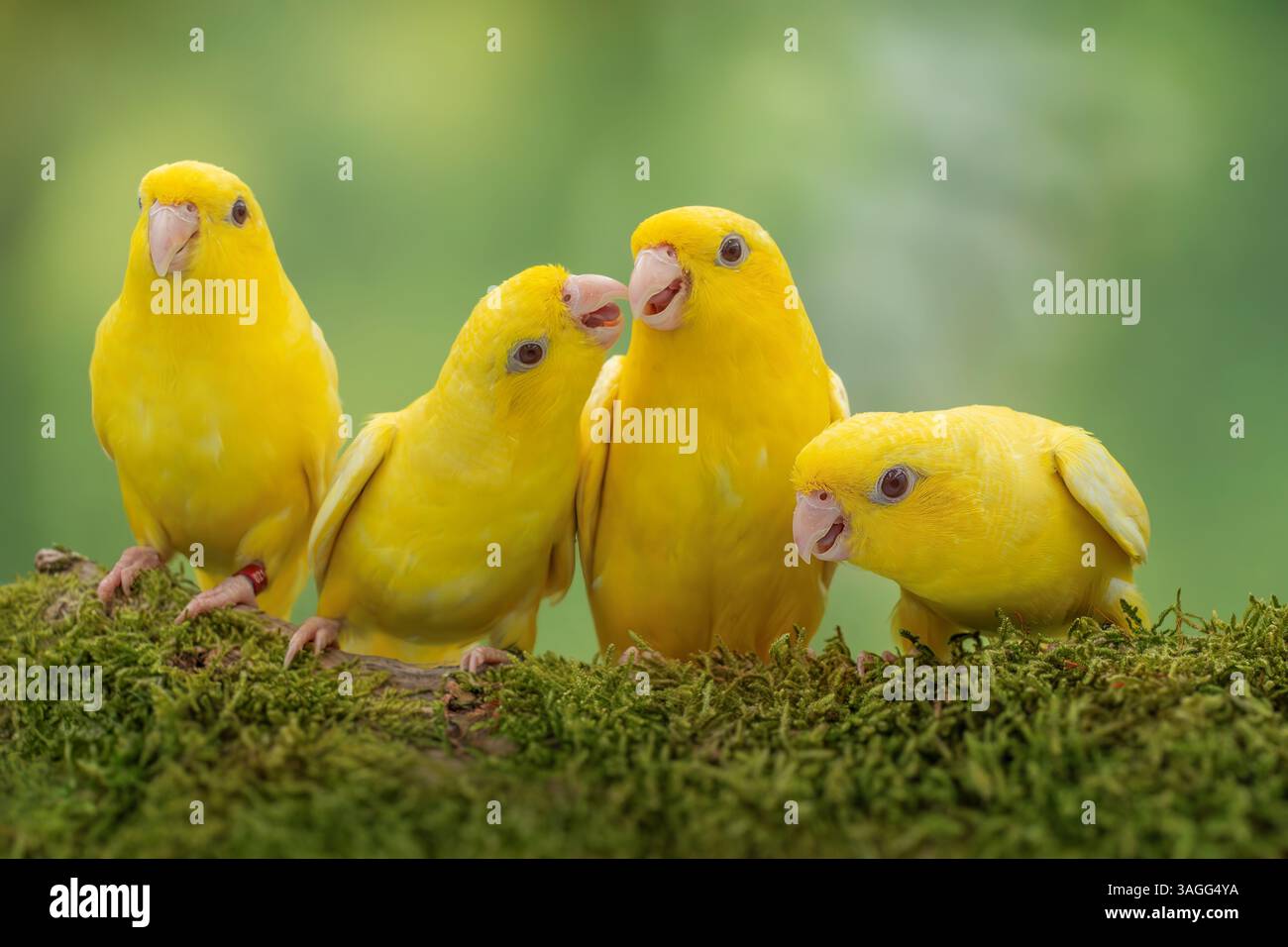 Parrocchetto barrato, mutazione lutino, Bolborhynchus lineola Foto Stock
