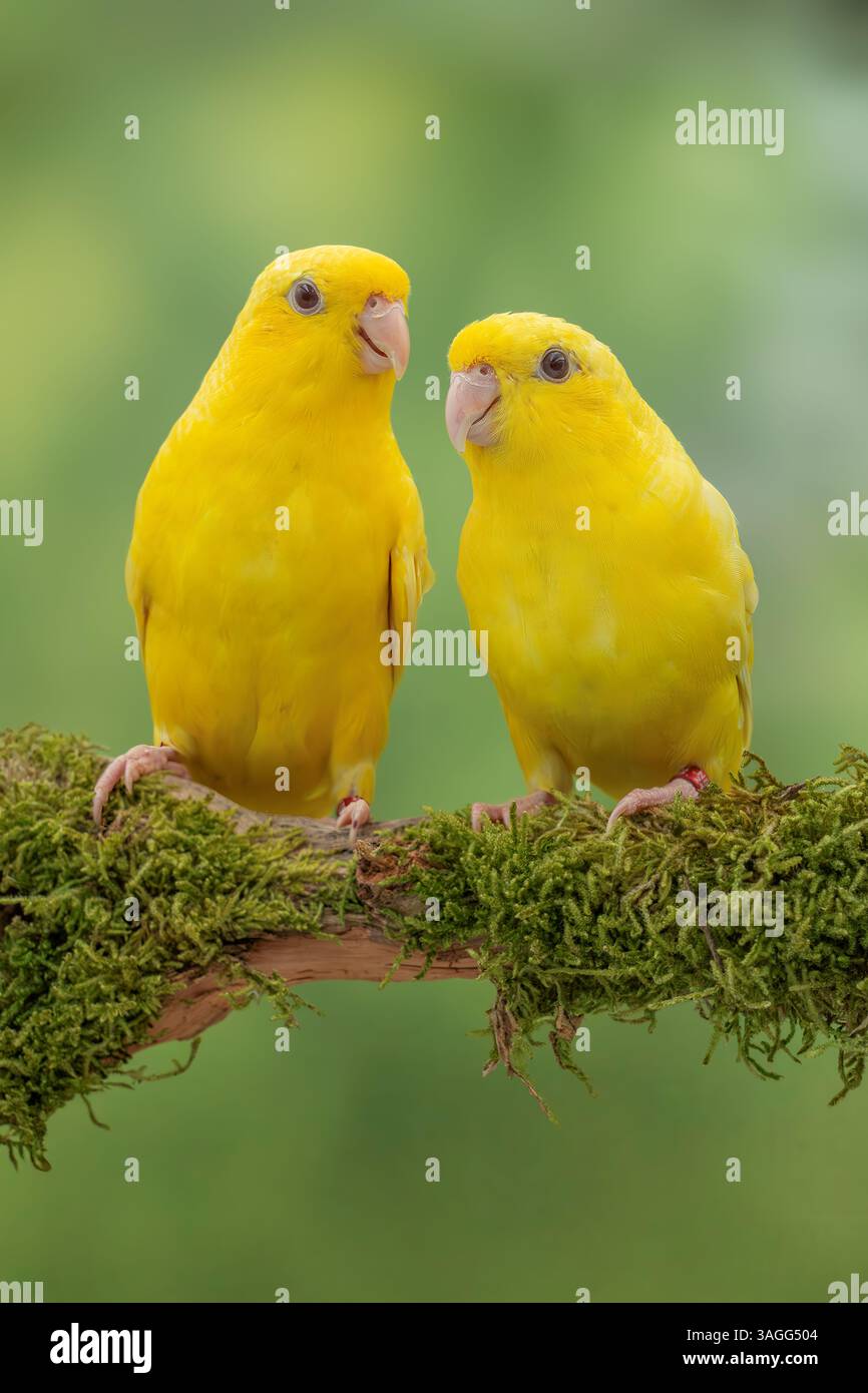Parrocchetto barrato, mutazione lutino, Bolborhynchus lineola Foto Stock