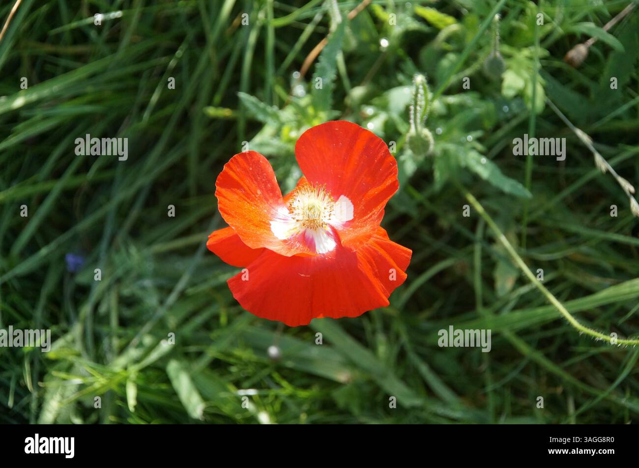 Fiore di papavero rosso e bianco Foto Stock