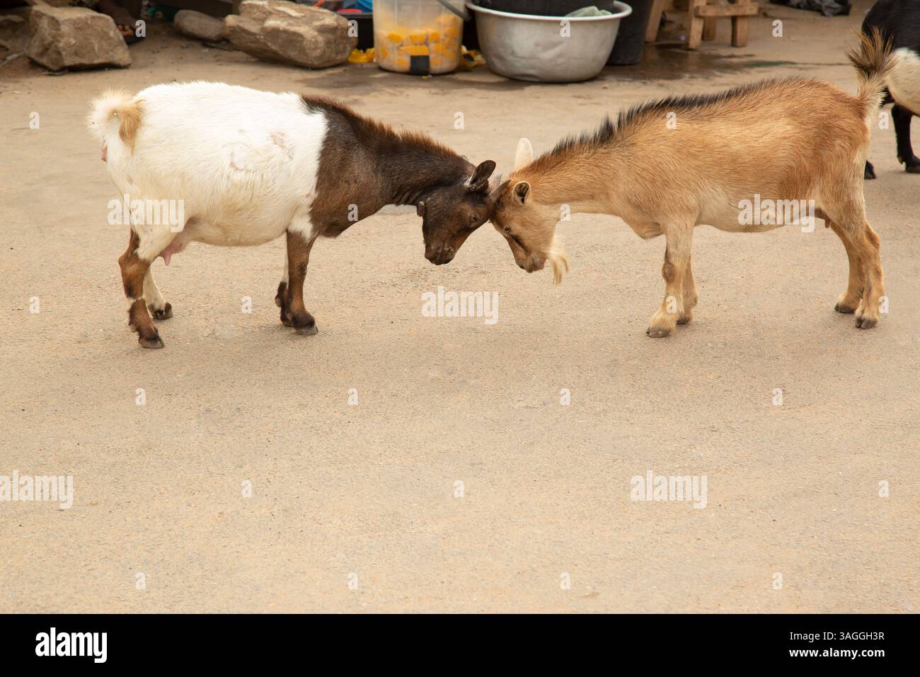 Due capre che combattono ore prima dell'insediamento, lo Stato di Oyo Nigeria. Foto Stock