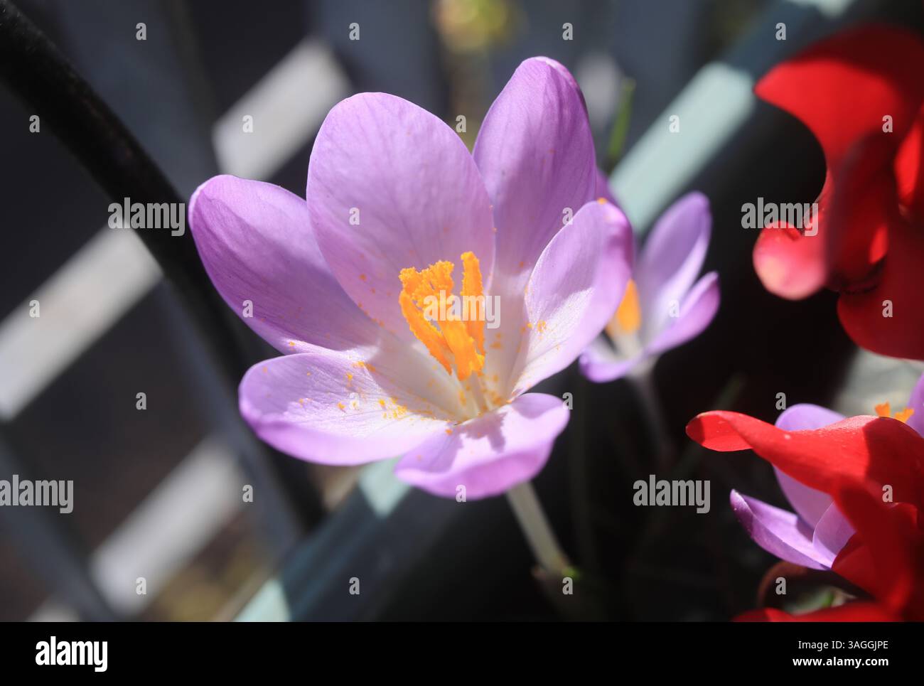 Fiori primaverili sul mio balcone, a Londra, Regno Unito Foto Stock