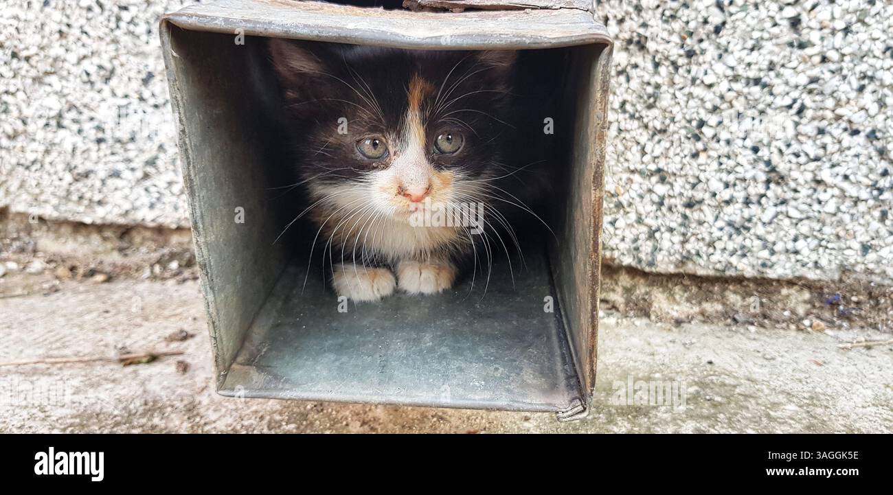 Criteness nascosta: Little Kitty in the Gutter Foto Stock