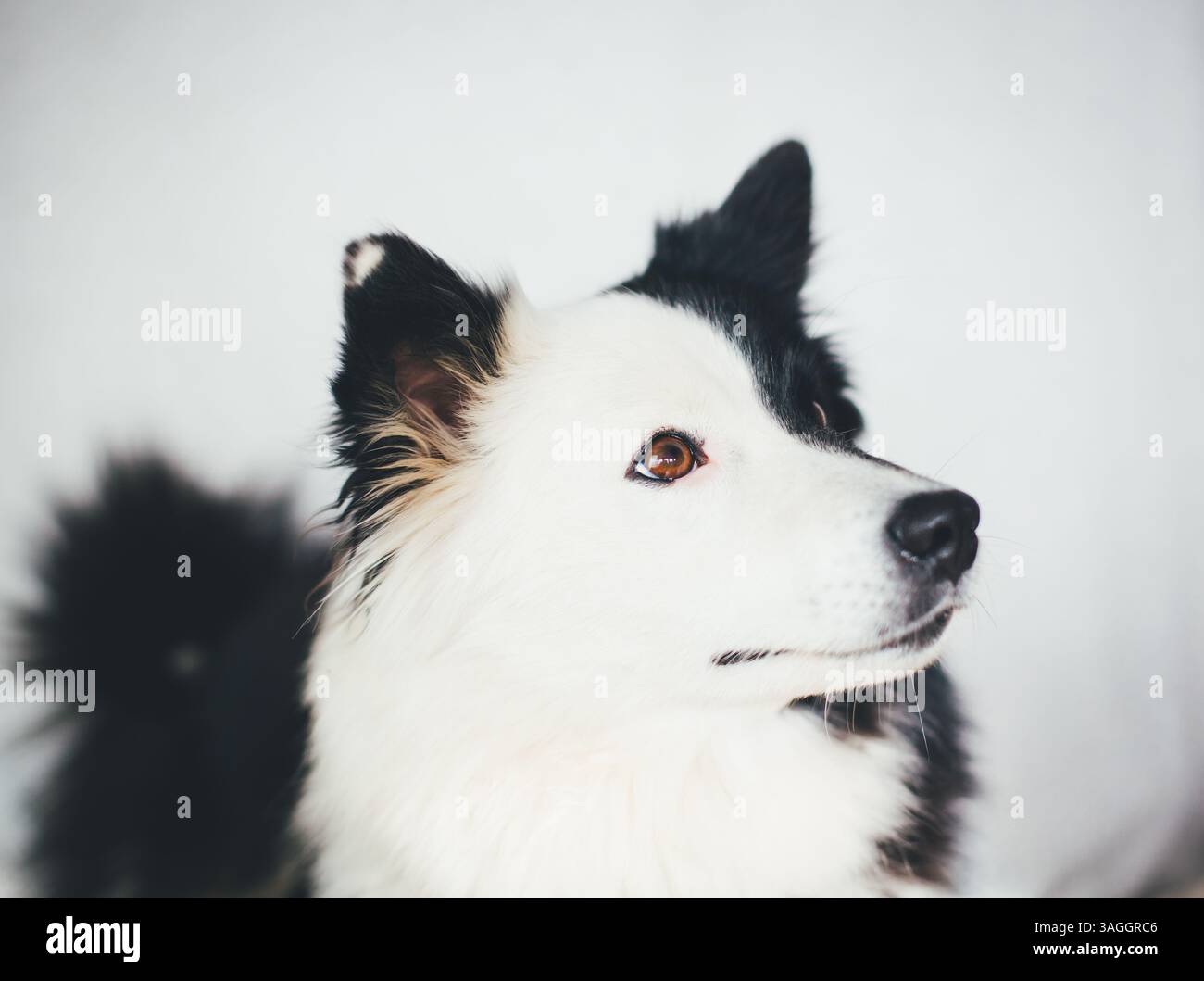 Sheepdog islandese Foto Stock