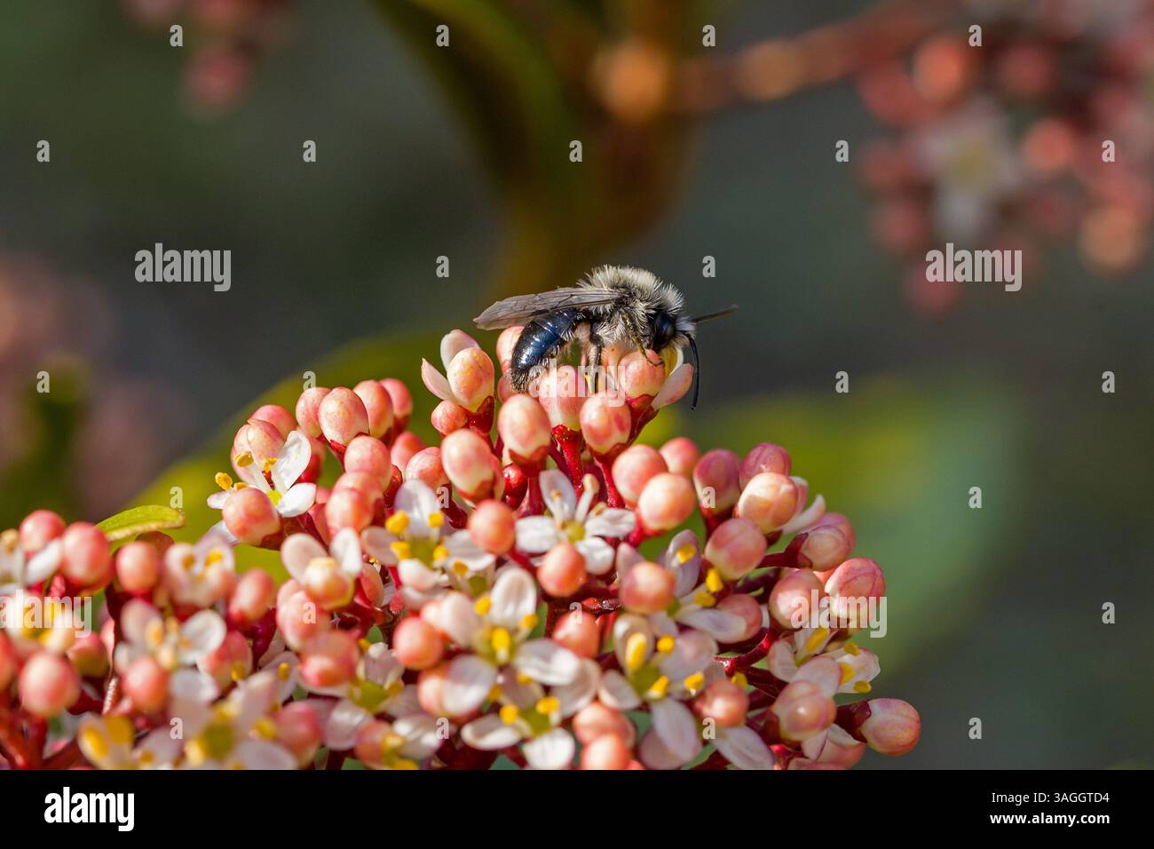 un'ape da miniera di cenere o un'andrena con polline giallo sulle gambe sui fiori rossi della skimmia giapponese alla luce del sole Foto Stock