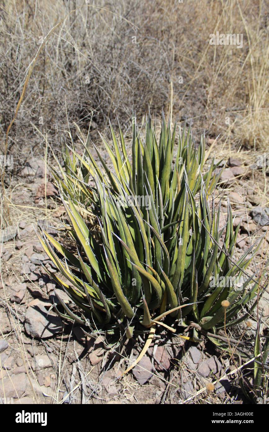 Agave lechuguilla al Big Bend National Park in Texas Foto Stock