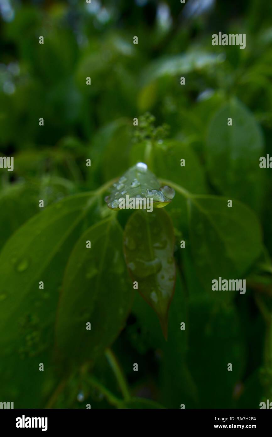 L'acqua cade sulle foglie verdi dopo la pioggia. Gocce di pioggia sulle foglie di una pianta. Messa a fuoco selettiva. Foto Stock