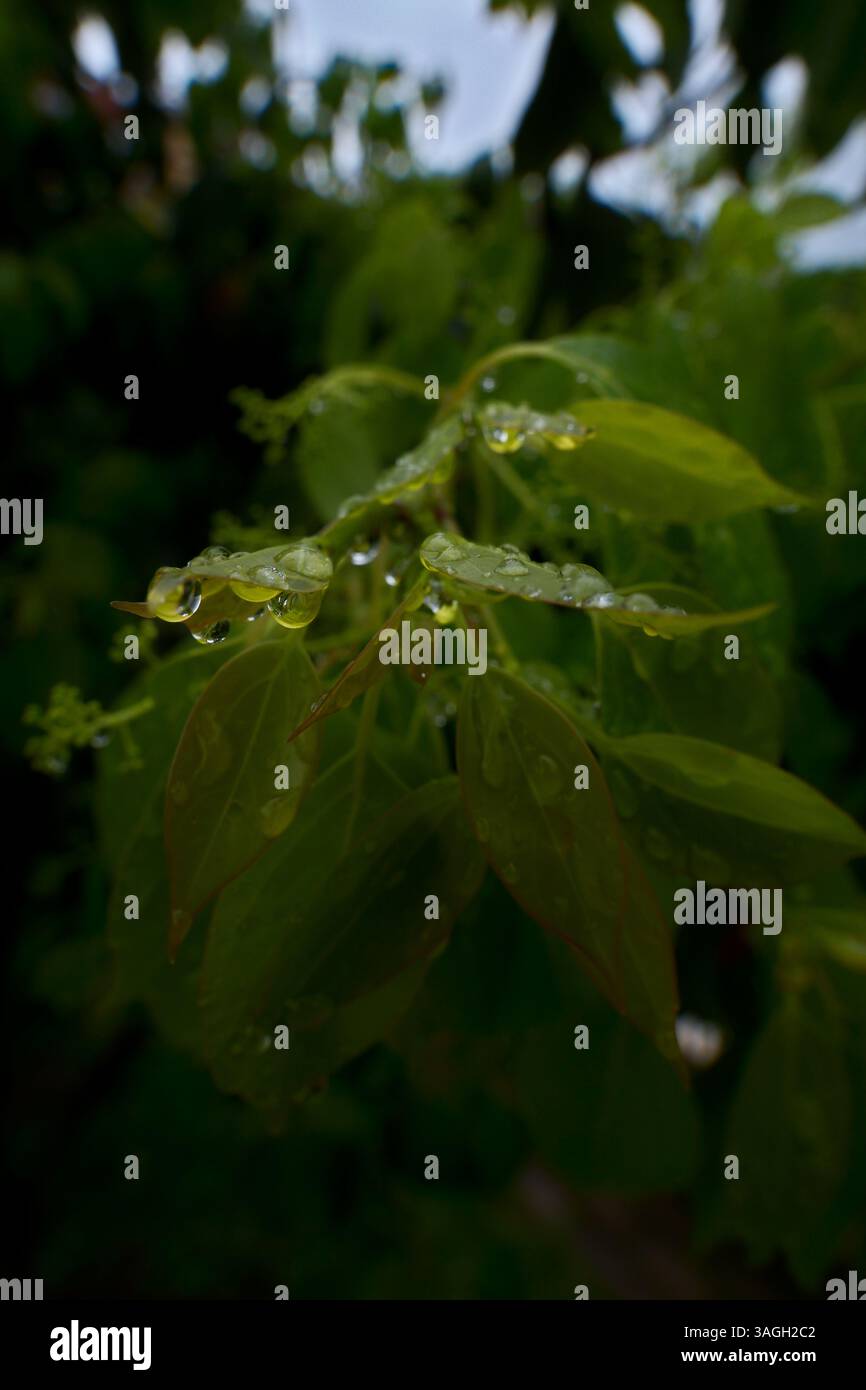 L'acqua cade sulle foglie verdi dopo la pioggia. Gocce di pioggia sulle foglie di una pianta. Messa a fuoco selettiva. Foto Stock