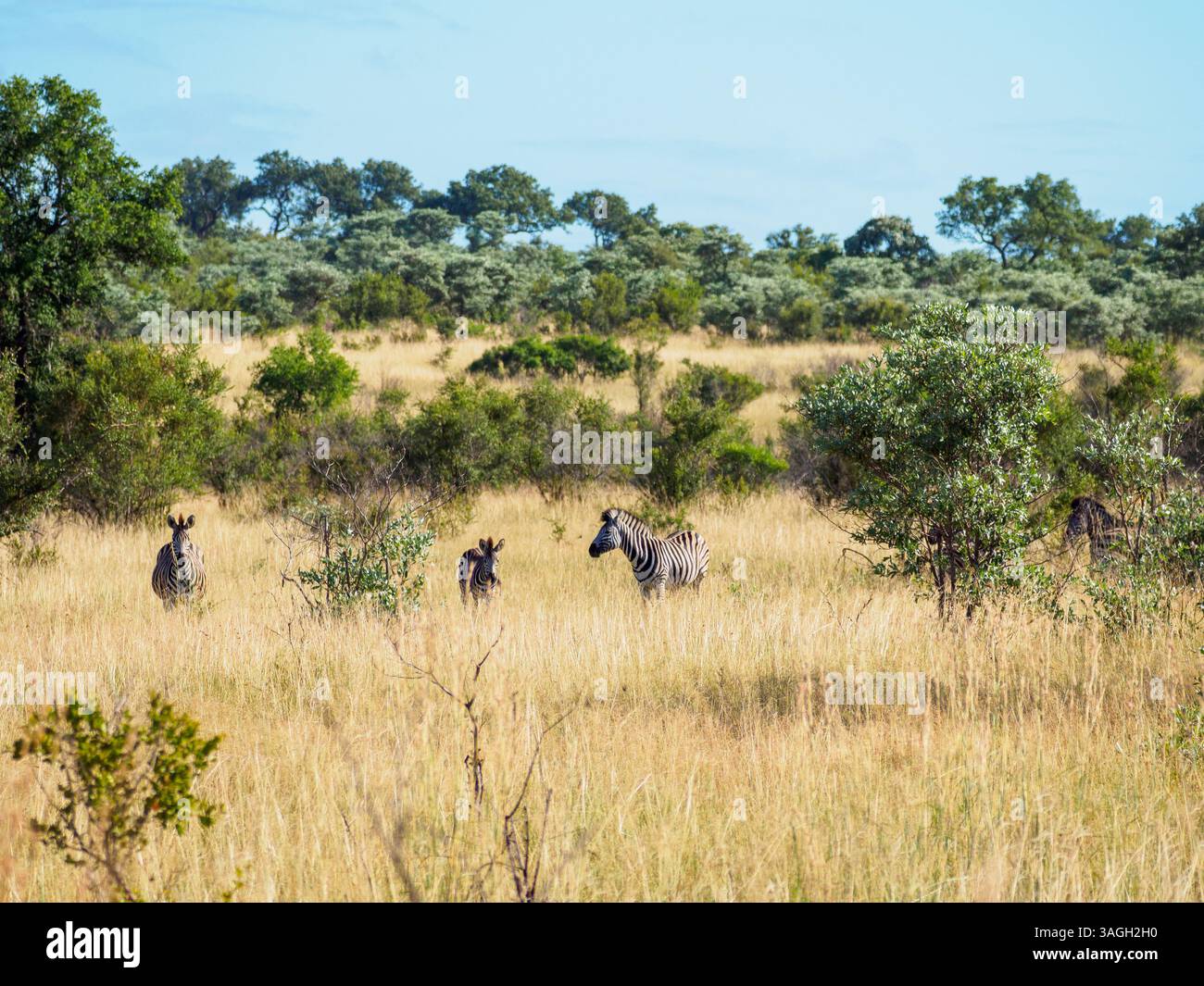 Zebre nel Parco Nazionale di Kruger, Sudafrica Foto Stock