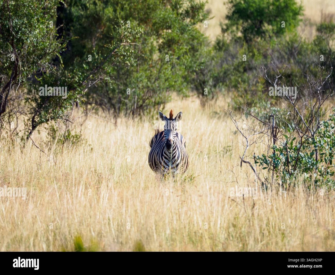 Zebre nel Parco Nazionale di Kruger, Sudafrica Foto Stock